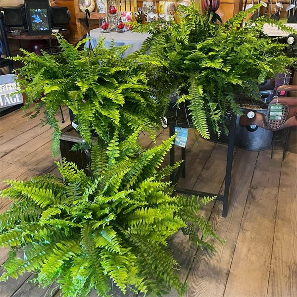 🌱Factory Direct Sales 70% Off ! - UV-Resistant Lifelike Artificial Boston Fern