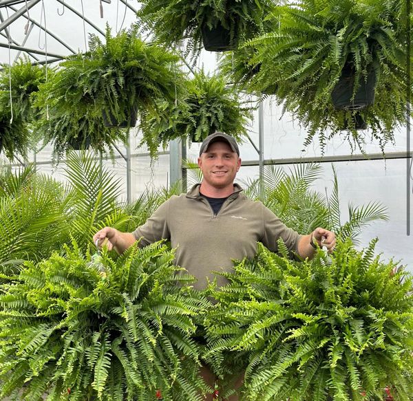 🌱Factory Direct Sales 70% Off ! - UV-Resistant Lifelike Artificial Boston Fern