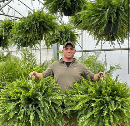 🌱Factory Direct Sales 70% Off ! - UV-Resistant Lifelike Artificial Boston Fern