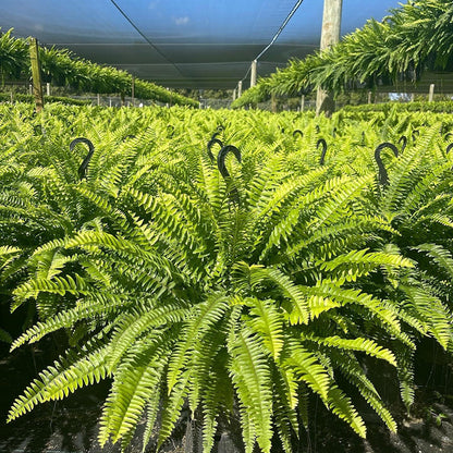🌱Factory Direct Sales 70% Off ! - UV-Resistant Lifelike Artificial Boston Fern