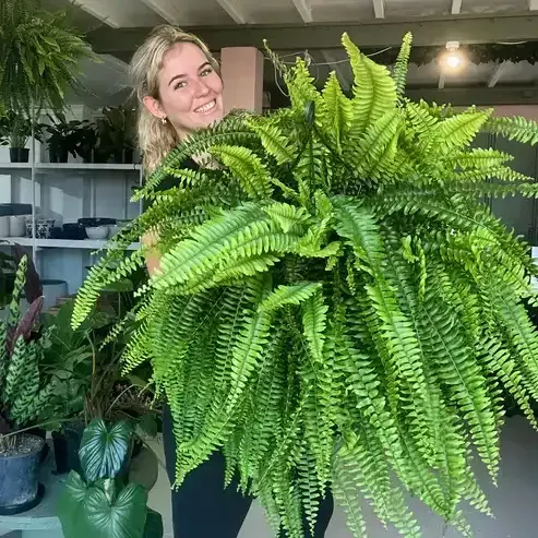 🌱Factory Direct Sales 70% Off ! - UV-Resistant Lifelike Artificial Boston Fern